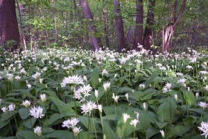 czosnek niedźwiedzi