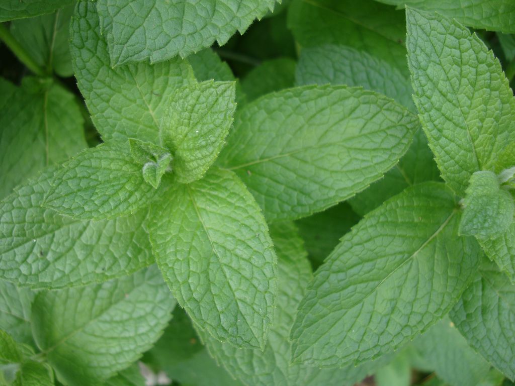 mięta pieprzowa