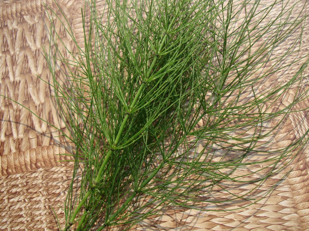 ziele skrzypu polnego