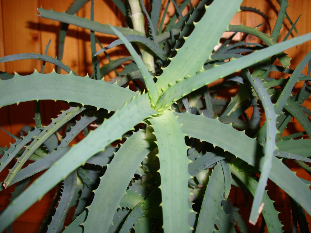Aloe vera - aloes zwyczajny