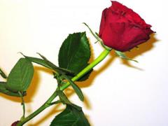 czerwona róża czerwona róża