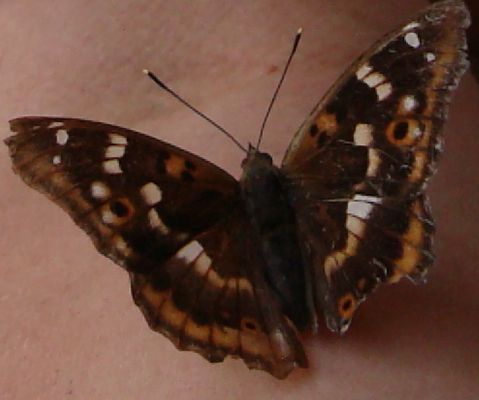 Motyl w odcieniach brązu