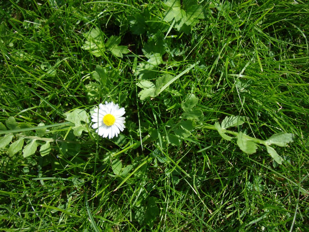 skromny kwiatek skromny biały kwiatek w trawie