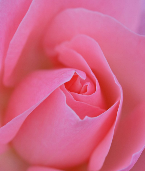 Piękna róża w kolorze różowym